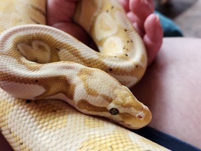 Ball Python Snake - Banana Pastel Morph