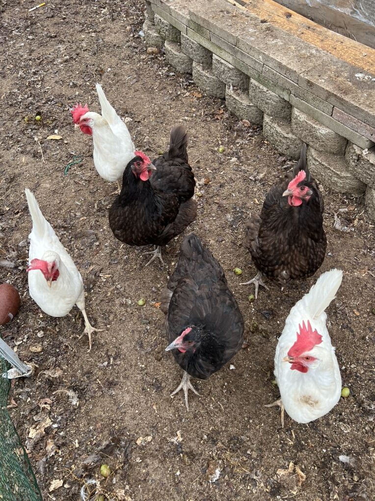 Laying Hens (Leghorn, Orpington)