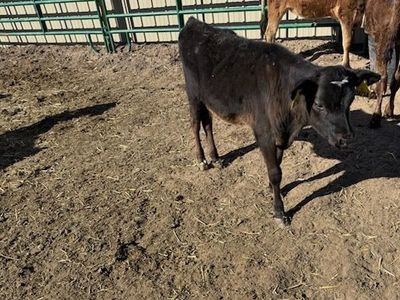 Calves For Sale