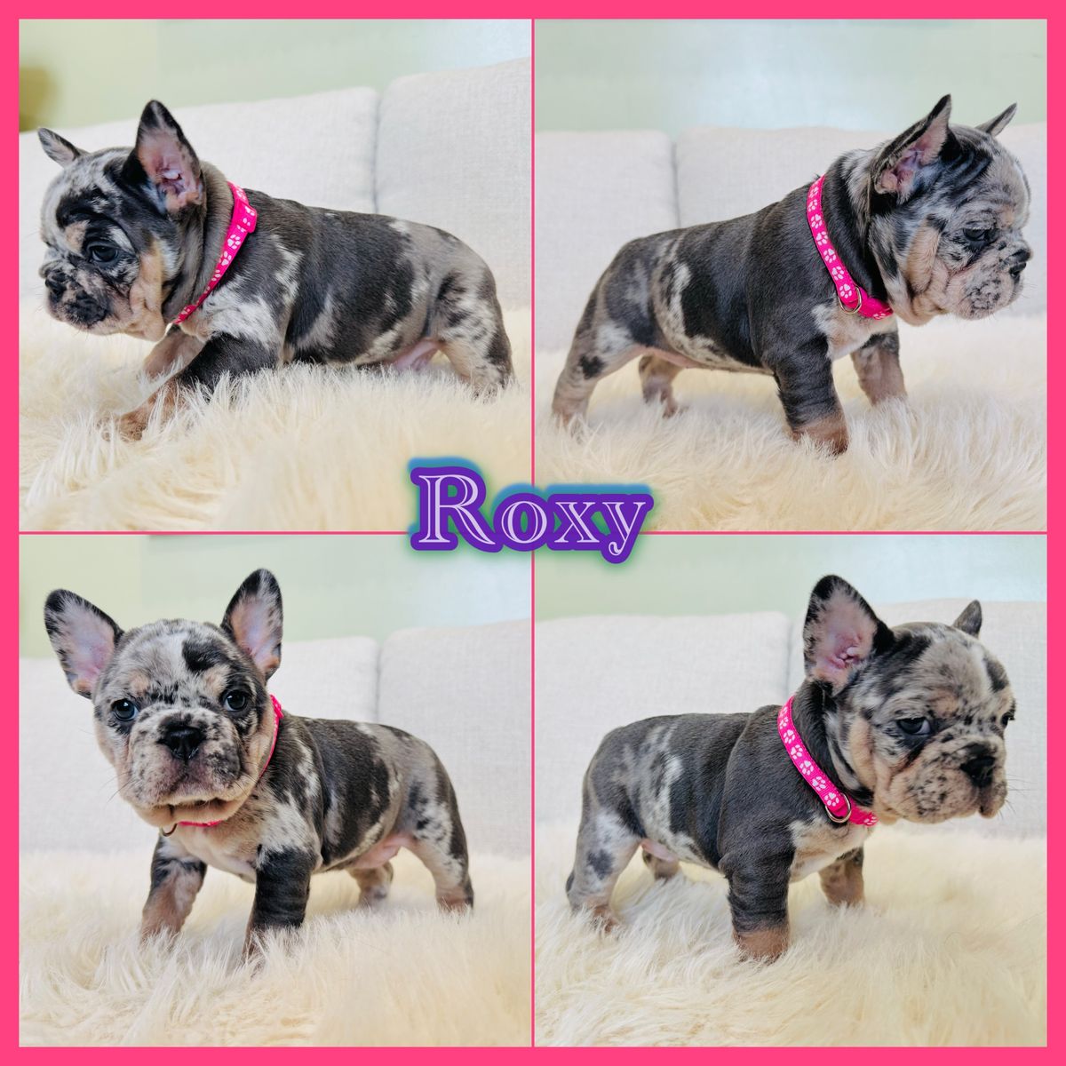 AKC French Bulldog Puppies