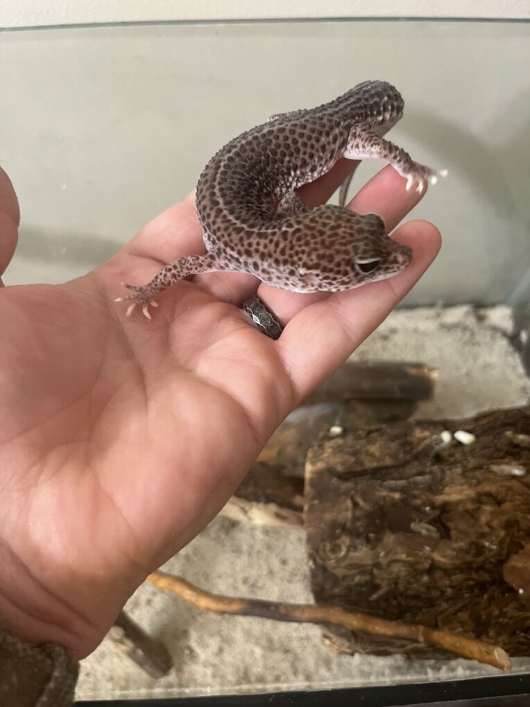 Male Leopard Gecko And Accessories