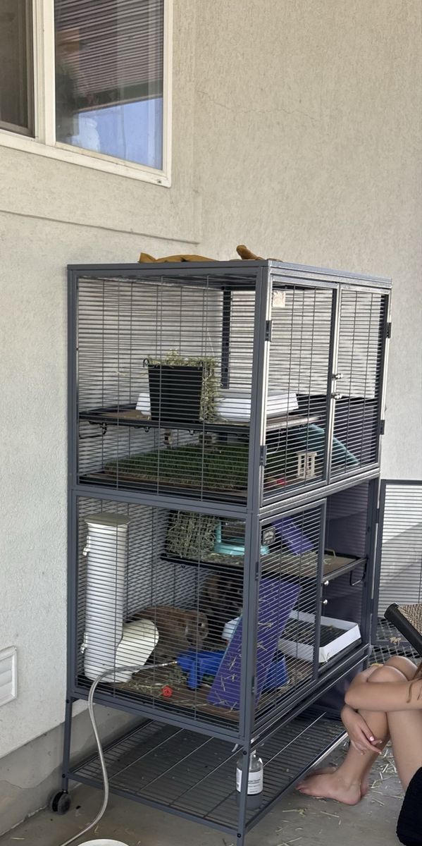 Two outdoor Holland Lop Bunnies 
