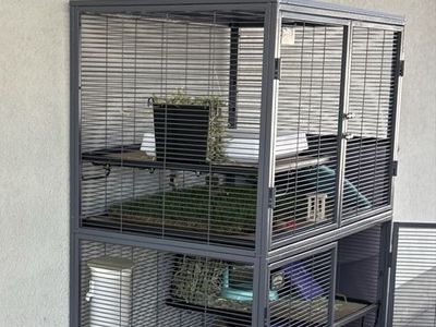 Two outdoor Holland Lop Bunnies