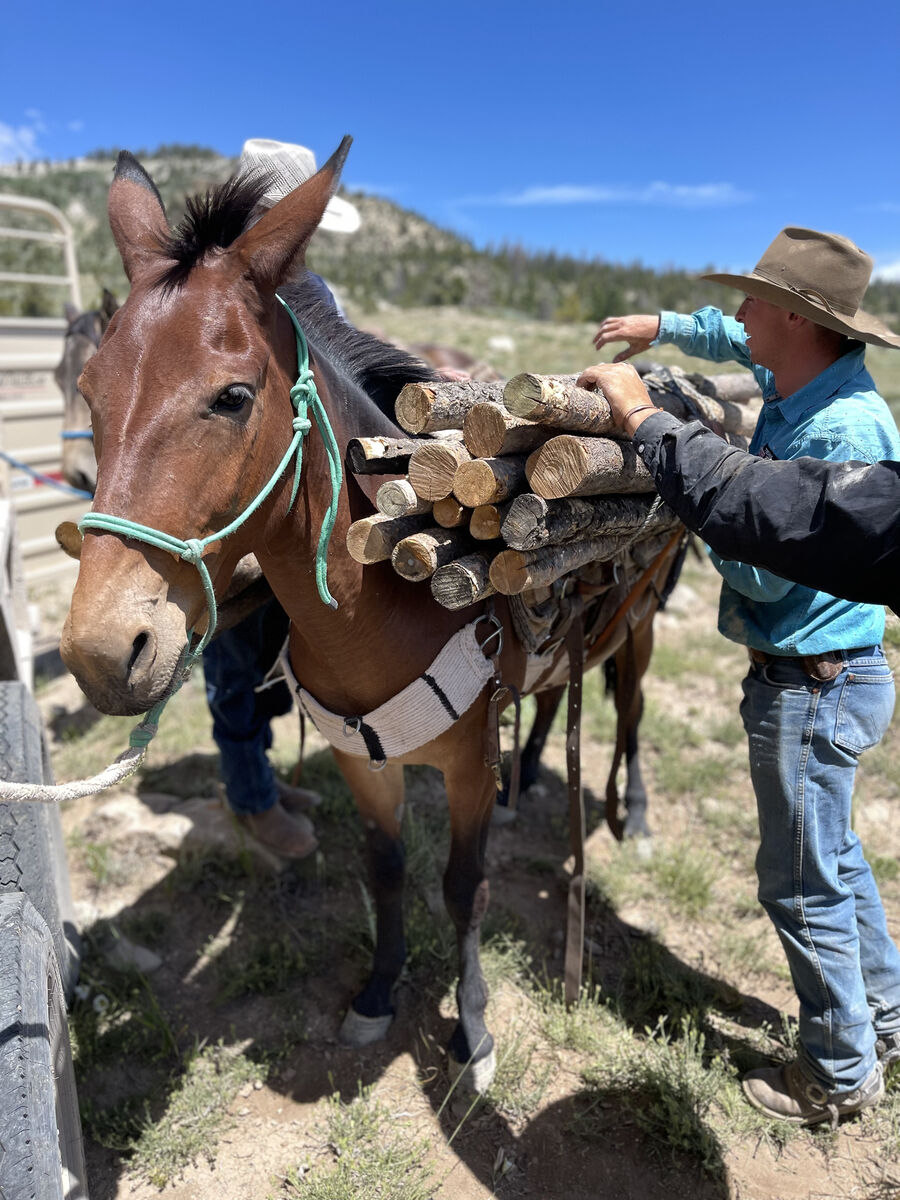 Janet The Molly Mule
