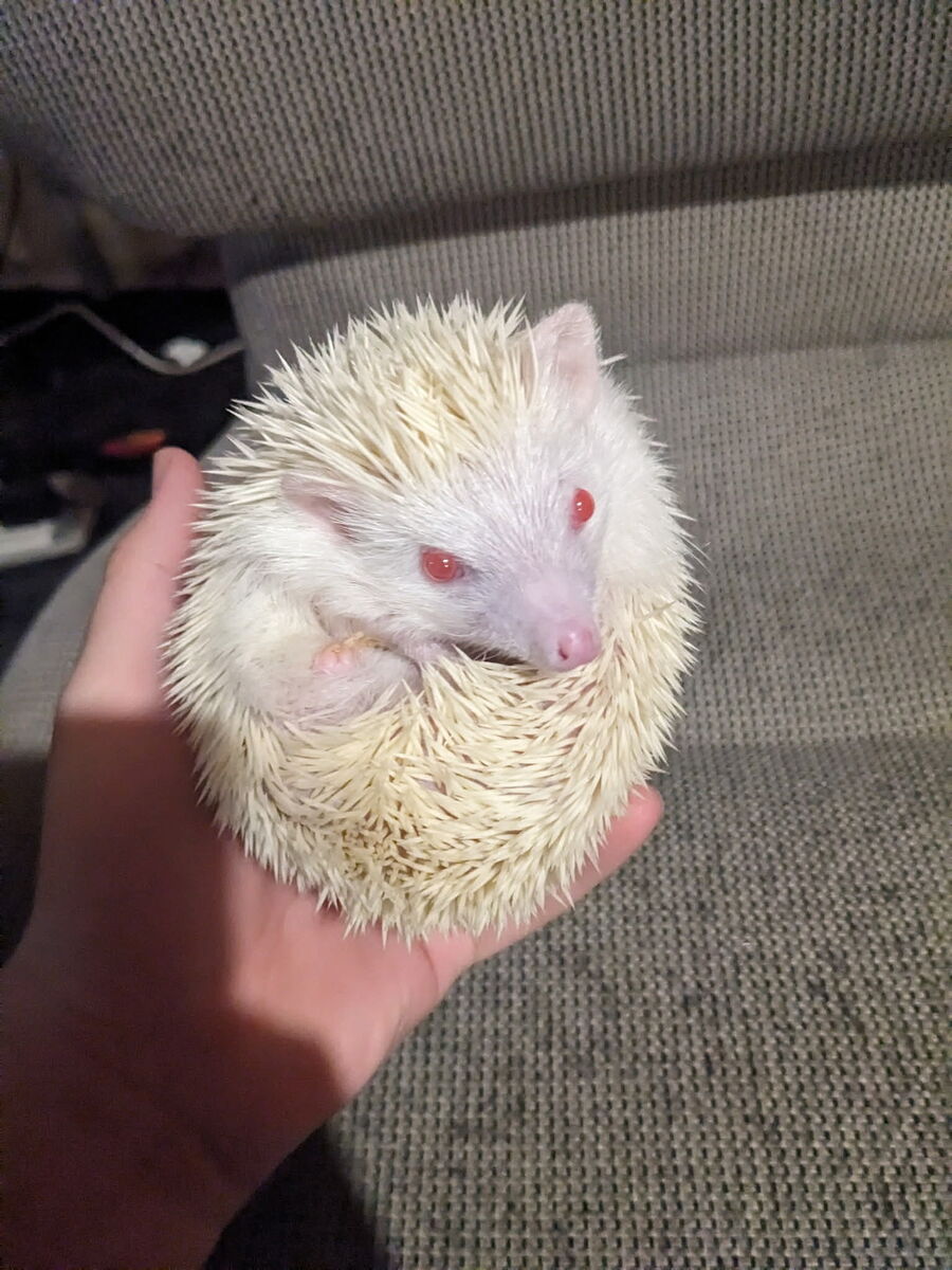 Hedgehog Albino