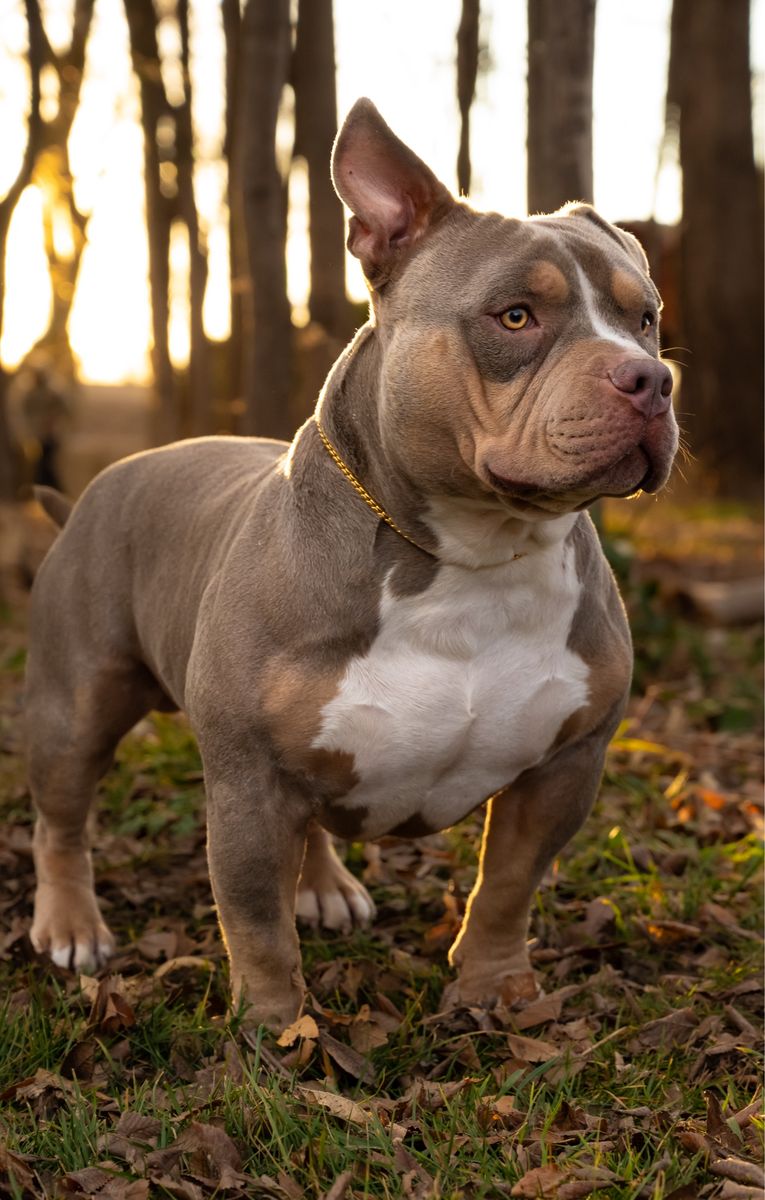 STUD Hondo of Byrnes Royal Bullyz