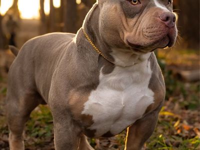 STUD Hondo of Byrnes Royal Bullyz
