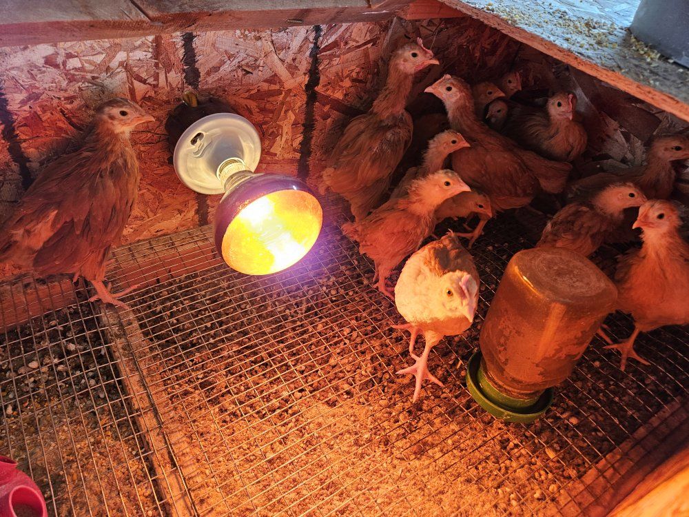 Straight Run Crossbred Chickens