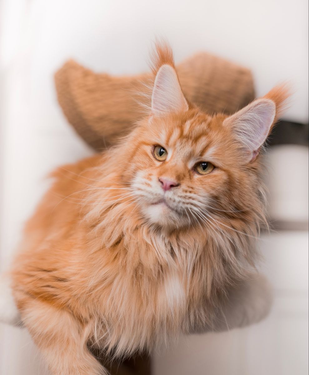 Adult Maine Coons
