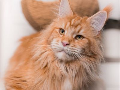 Adult Maine Coons