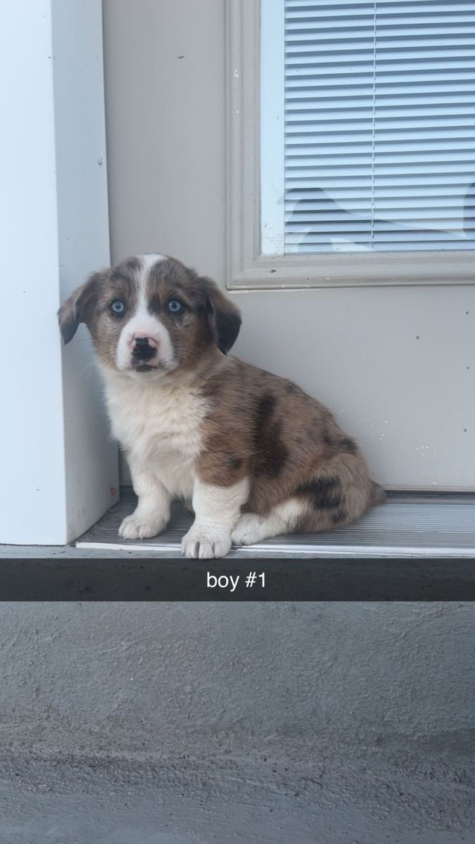 Corgi -Aussie puppies