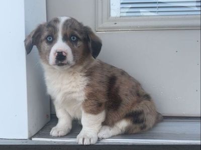 Corgi -Aussie puppies