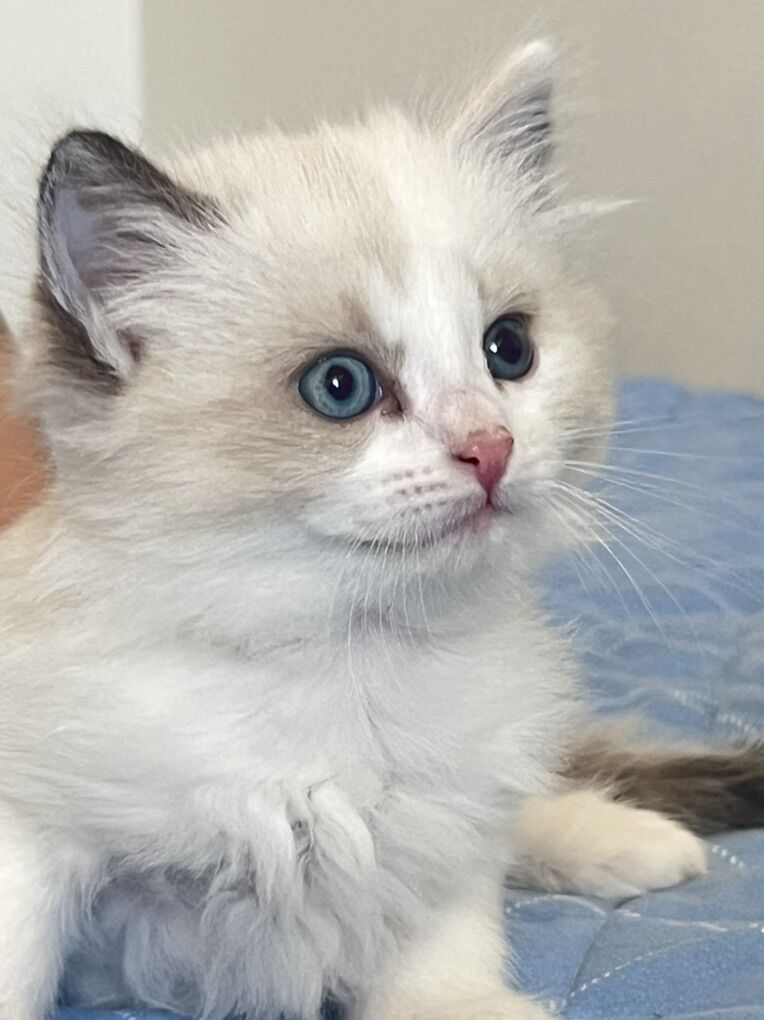 Pure Ragdoll Female Kittens – Stunning Blue Eyes