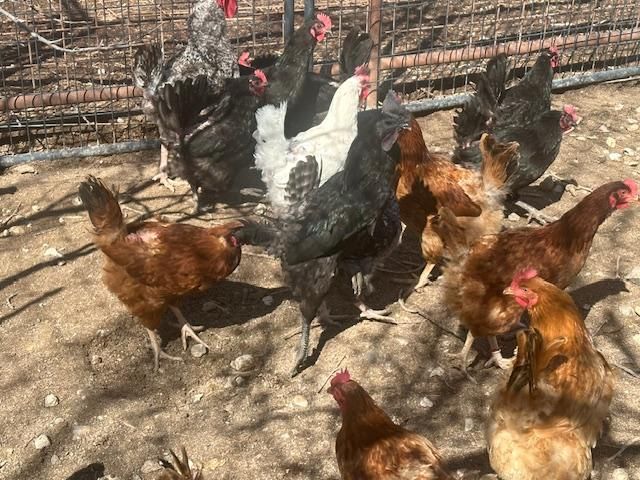 Laying Hens (Great layers)