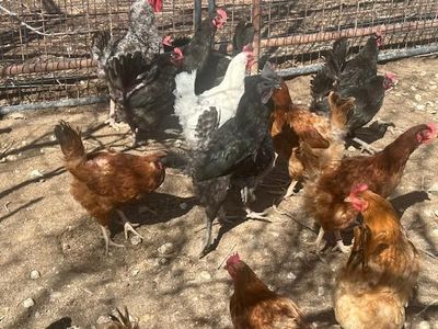 Laying Hens (Great layers)