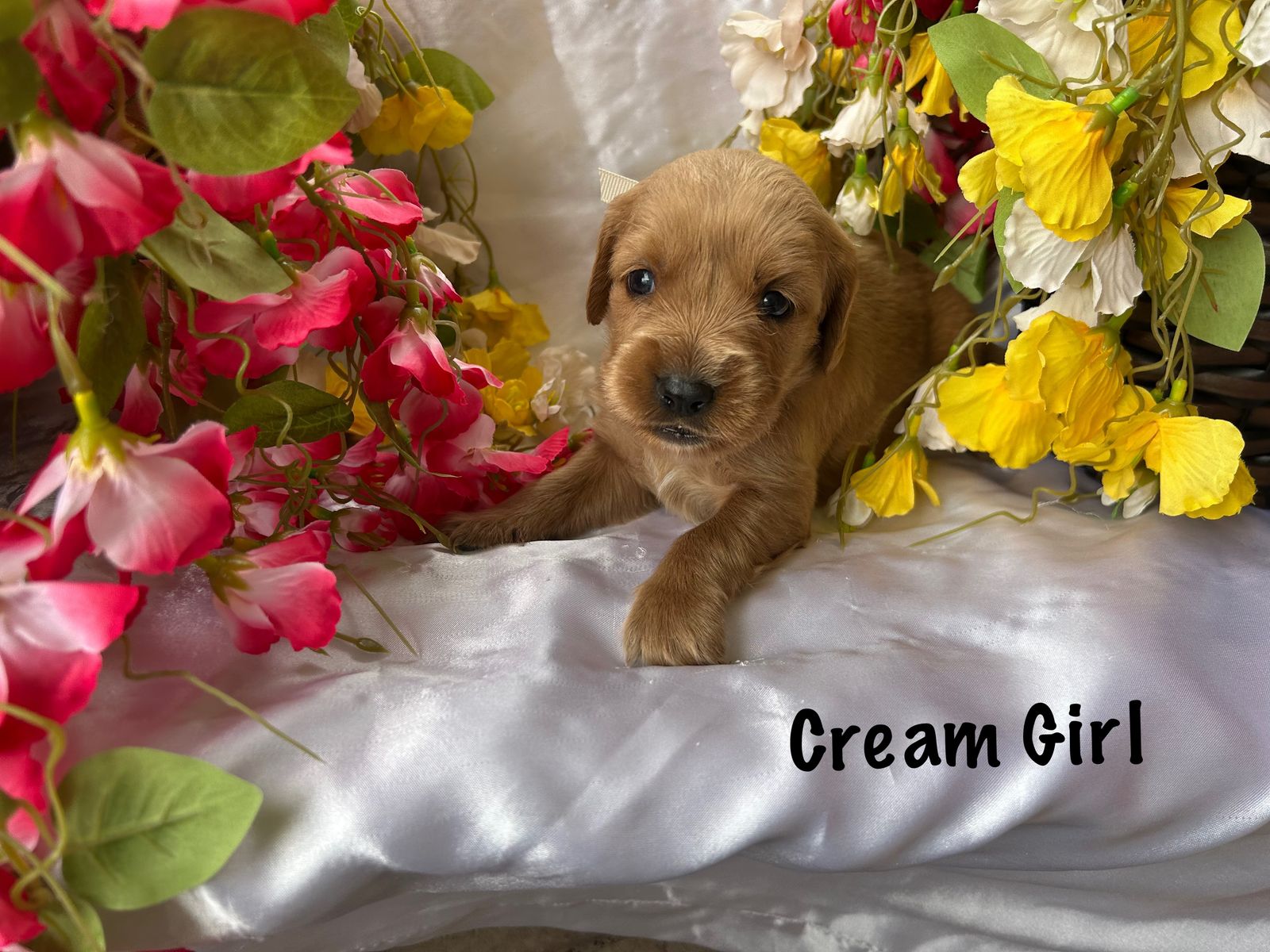 Golden Cocker Retriever Puppies