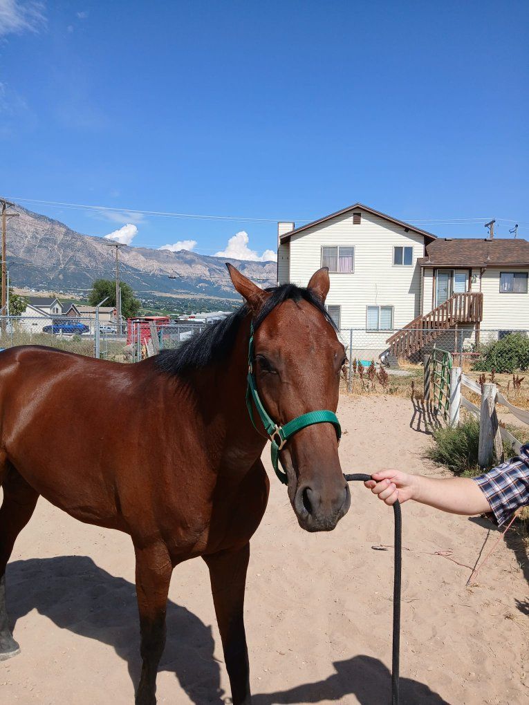 2 Year old OTTB Gelding