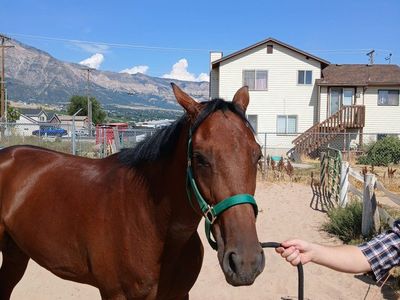 2 Year old OTTB Gelding