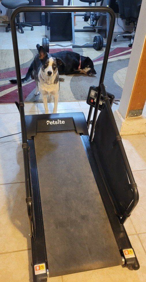 Petsite Dog Treadmill for Small/Medium Dogs - Pet Exercise Machine, Black