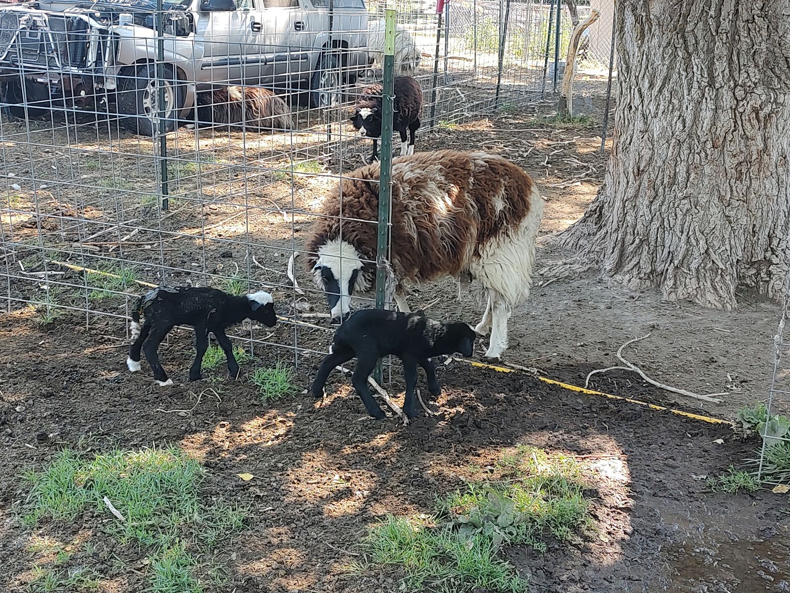 Navajo Churro, Jacob ewes, lambs, sheep