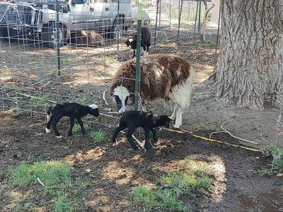 Navajo Churro, Jacob ewes, lambs, sheep