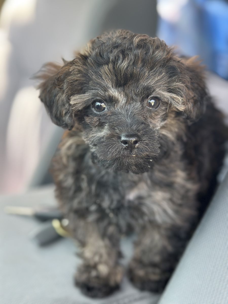 Non-shedding Yorkie Poodle Puppy Yorkiepoo