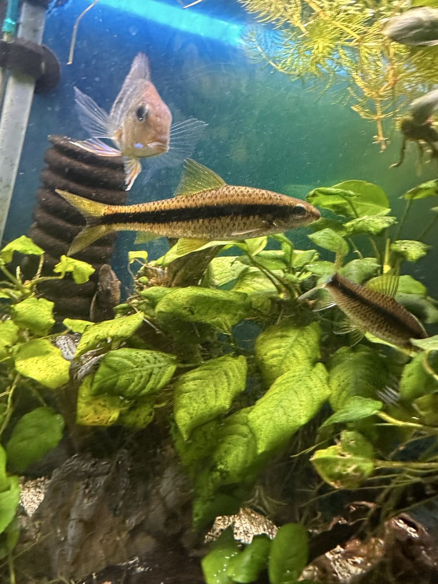 True Chinese Algea Eater