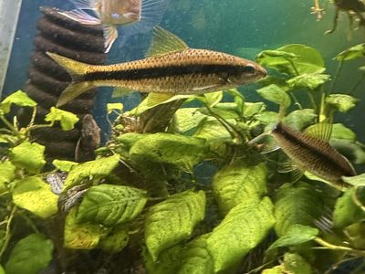 True Chinese Algea Eaters