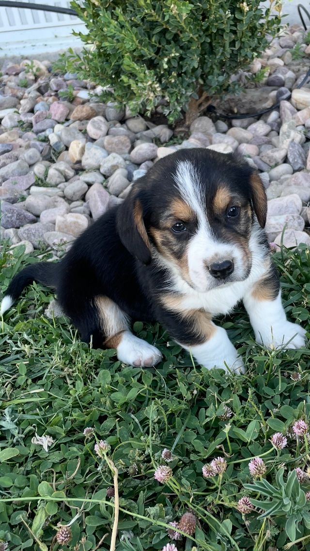 Corgi/basset hound mix