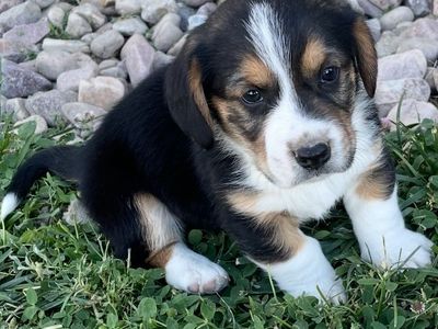 Corgi/basset hound mix
