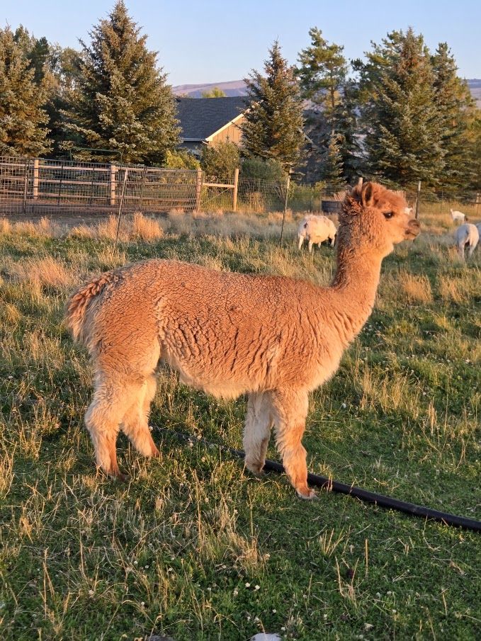 Female Alpacas
