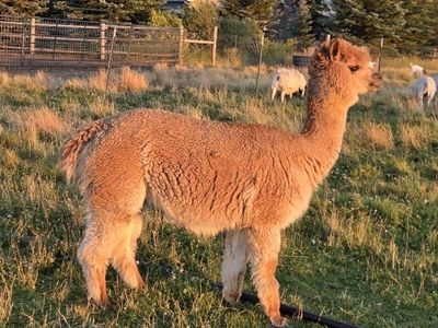 Female Alpacas