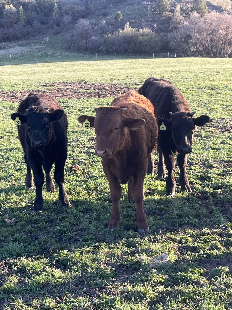 Black Angus/Wagyu steers for sale