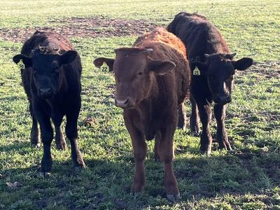 Black Angus/Wagyu steers for sale