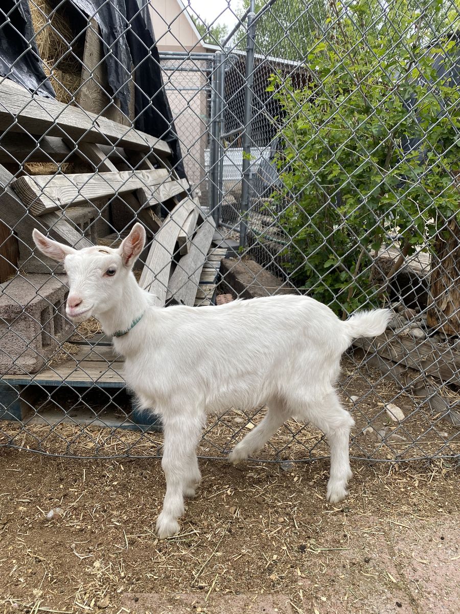 Beautiful, Friendly Purebred Saanen Doeling Goat Kid