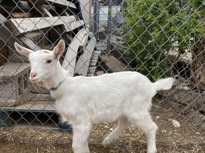 Beautiful, Friendly Purebred Saanen Doeling Goat Kid