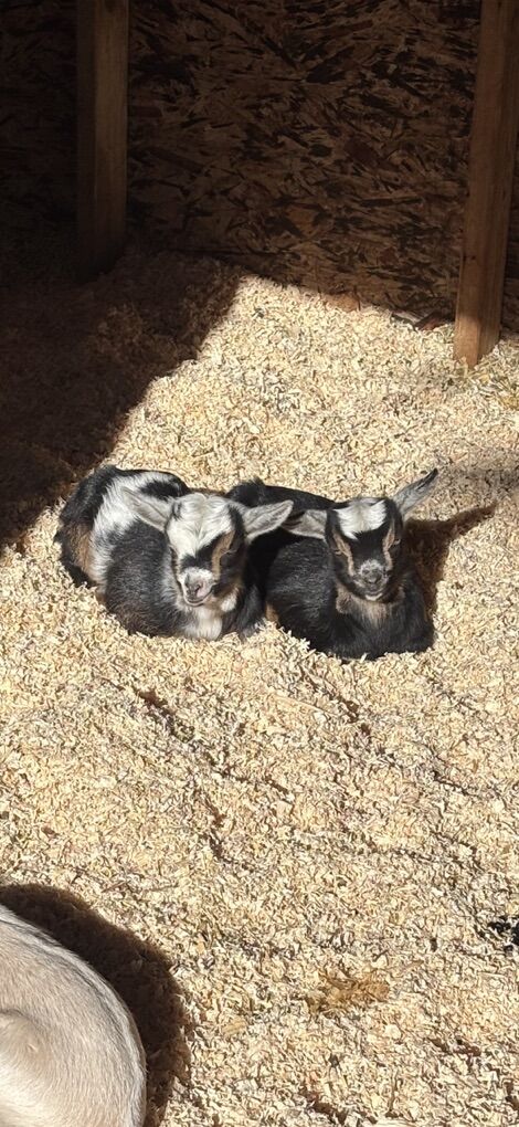 Nigerian Dwarf Goat Bucklings