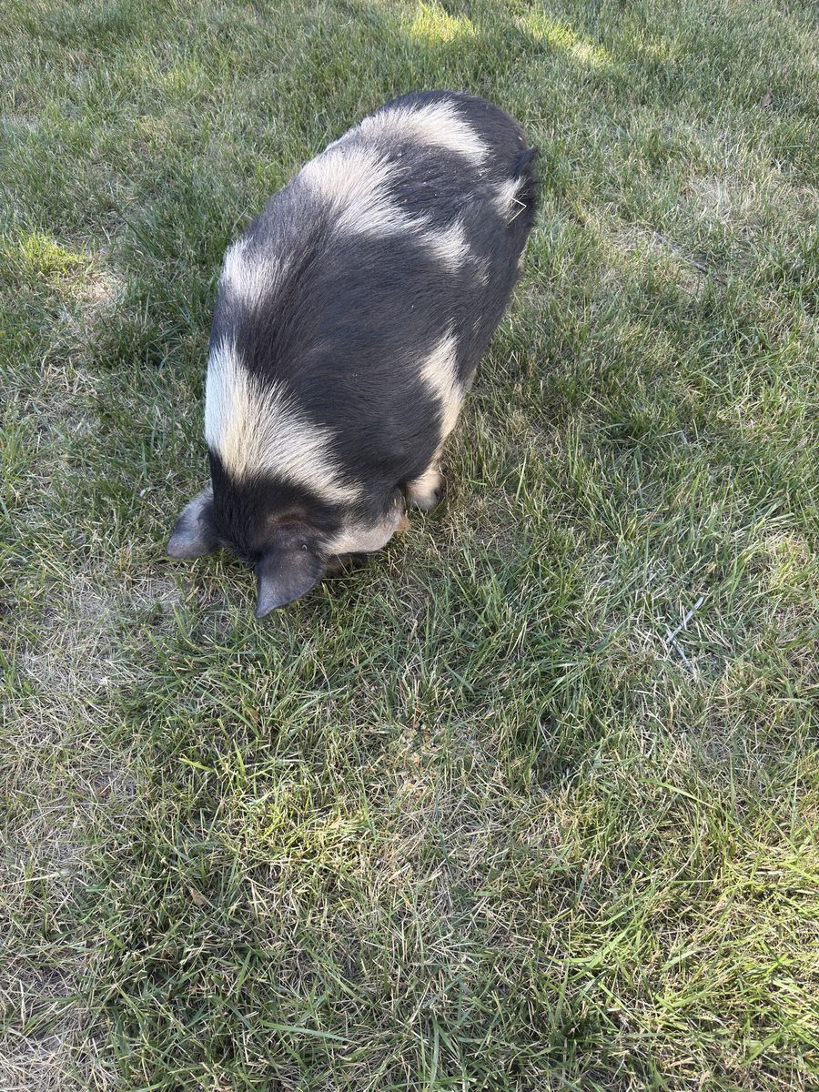 Two Kune Kune Pigs - 1 Boar 1 Gilt