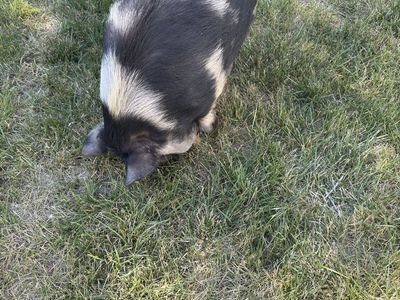Two Kune Kune Pigs - 1 Boar 1 Gilt