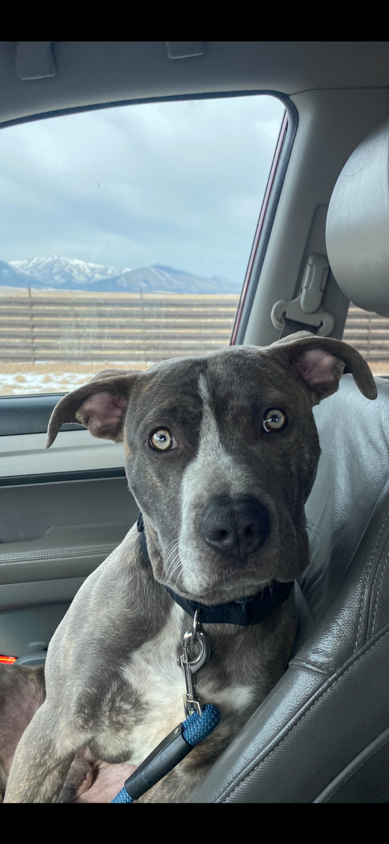 2 year old male purebred bully-not neutered