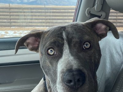 2 year old male purebred bully-not neutered