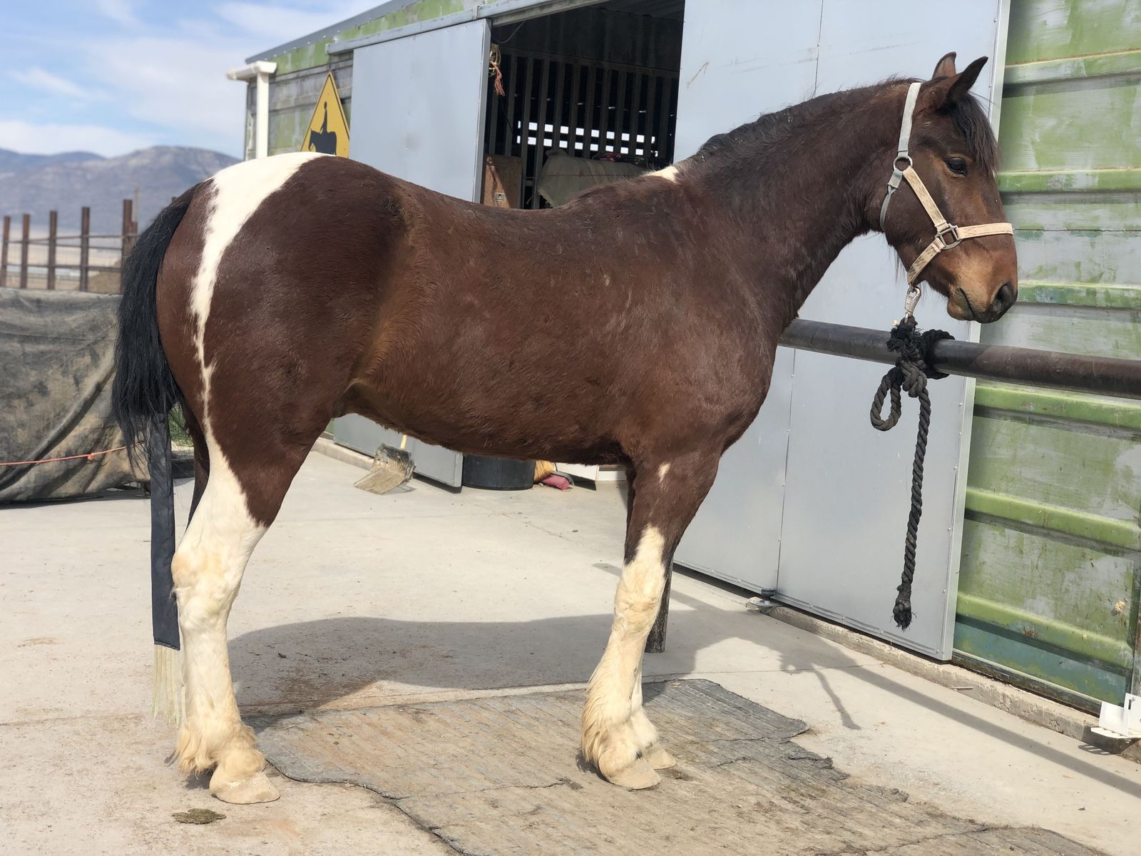 3-4 Year Old Pinto Cedar Mountain HMA Mustang Gelding