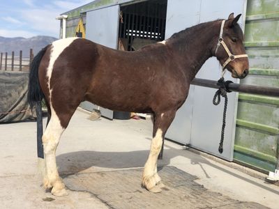 3-4 Year Old Pinto Cedar Mountain HMA Mustang Gelding