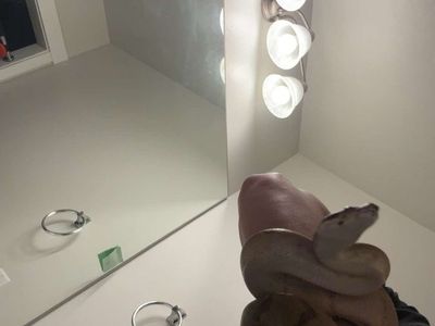 2 year old male hypo red tail boa