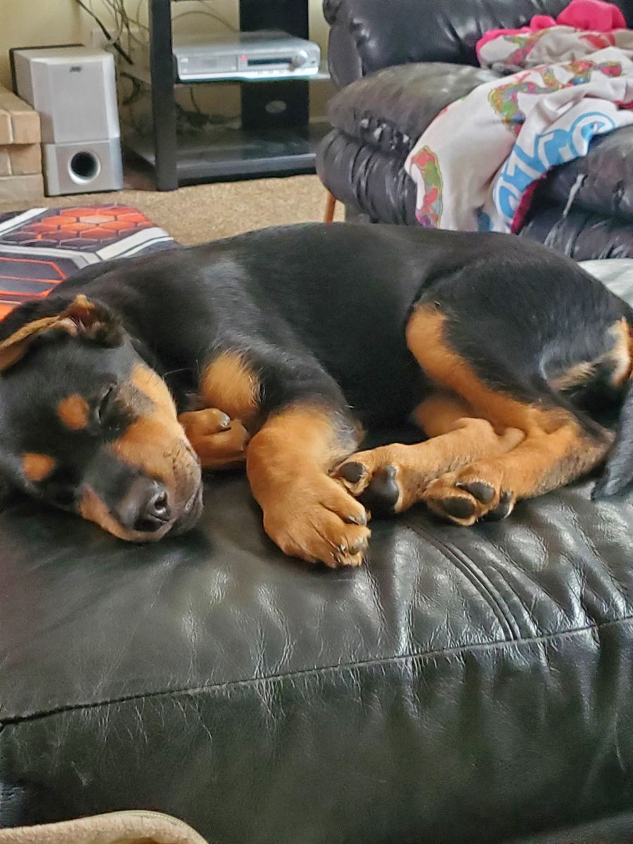 3 Month Old Female Rottweiler/German Shepard Mix