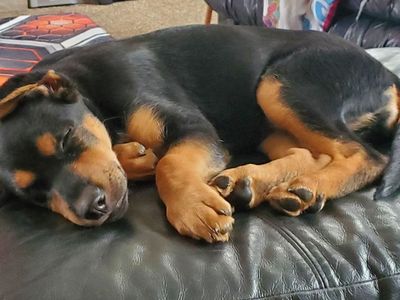 3 Month Old Female Rottweiler/German Shepard Mix