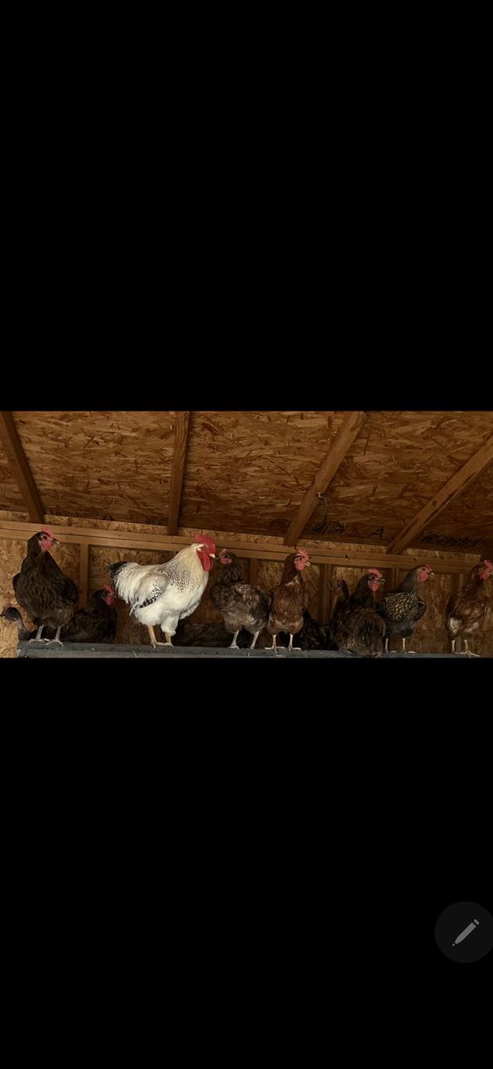 Chickens