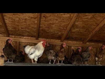 Chickens