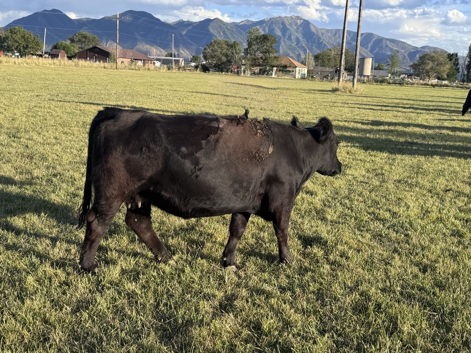 Bred Sim/Angus cows