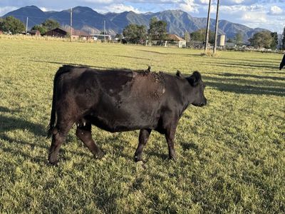 Bred Sim/Angus cows